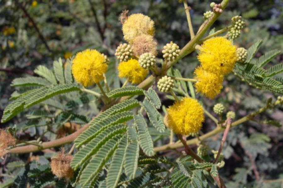 Needle Bush