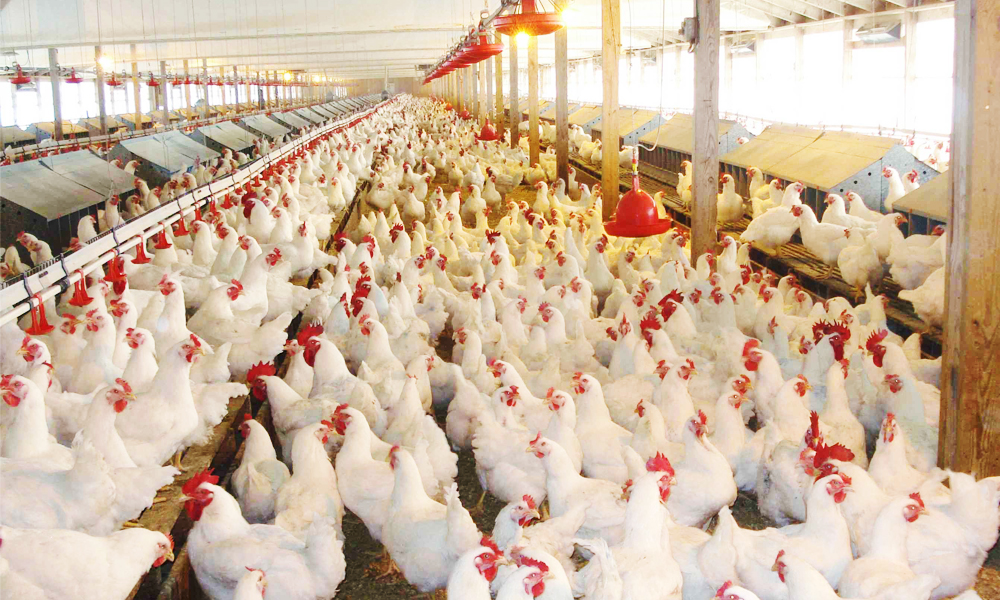 open house poultry farm