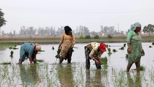 World rice supply threatened by Iran war, El Nino