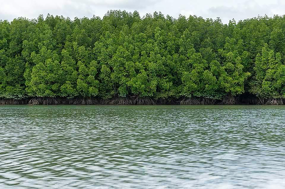 mangrove