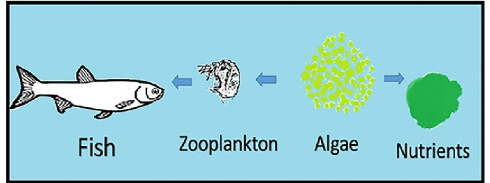 food chain
