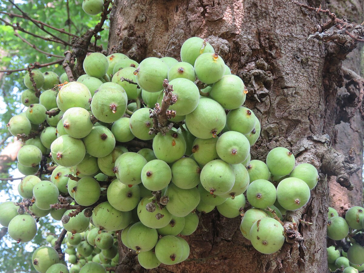 FIG
