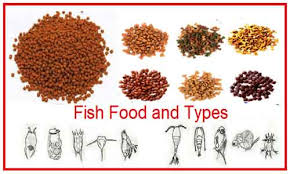 fish food