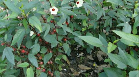 ချဉ်ပေါင်