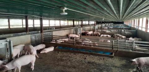 ဝက်မွေးမြူရေးခြံ