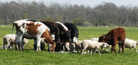 livestock