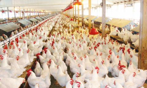open house poultry farm