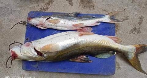 ငါးဂျောင်း