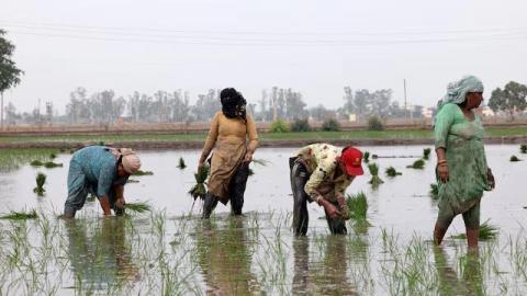World rice supply threatened by Iran war, El Nino