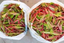 ညောင်ချဉ်