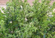 သမုန်းပင်