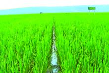 စံပြစိုက်ကွင်းများ