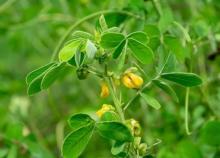 ဒန့်ကျွဲ