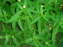 ကြိတ်မှန်