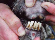 food and mouth disease