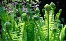 ဒရင်ကောက်ပင်