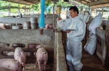 ဝက်မွေးမြူရေး