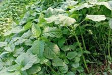 ဟင်းနုနွယ်