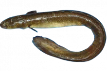 ငါးလင်ပန်း