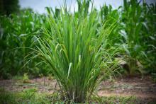 lemon grass