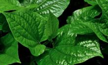 ပိတ်ချင်း