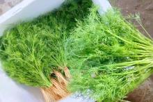 စမြိတ်ပင်