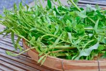 ကန်စွန်းရွက်