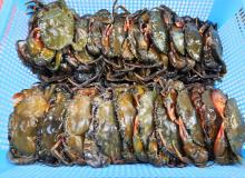 ဂဏန်းပျော့