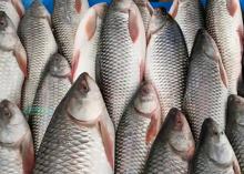 ငါးမြစ်ချင်း