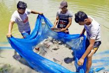 ငါးကြင်း