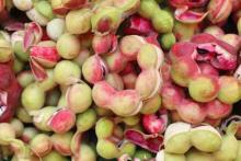 သင်္ဘောမန်ကျည်း