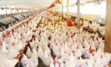 open house poultry farm