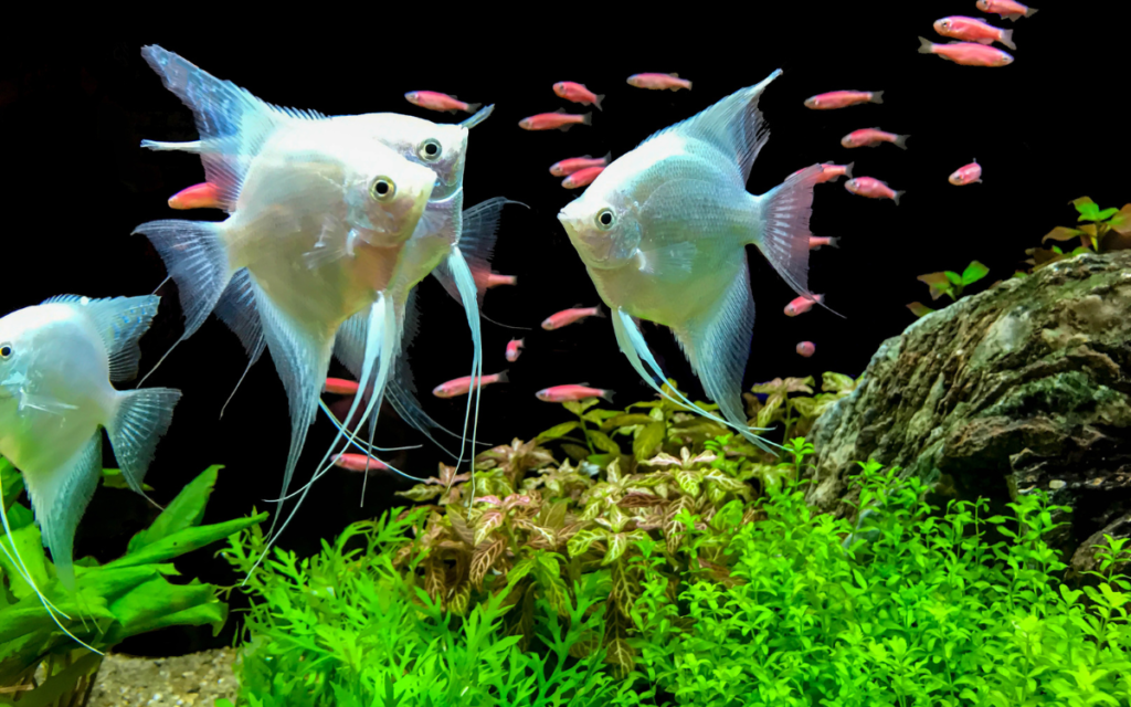 fish