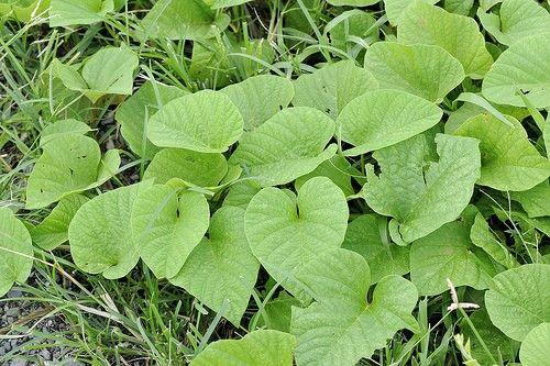 ကြံဟင်း