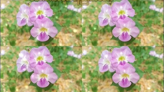 ကျောက်ကွဲပင်