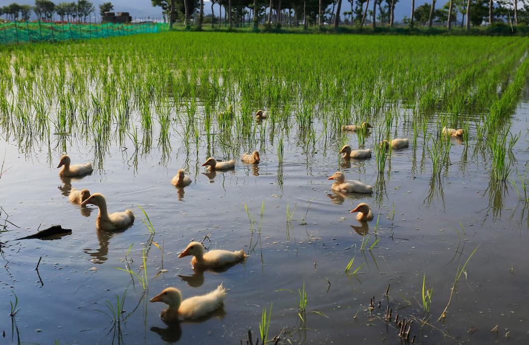 duck in the farm