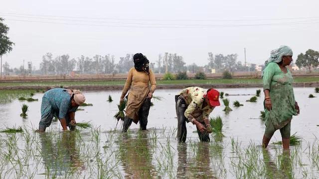 World rice supply threatened by Iran war, El Nino